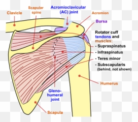 Shoulder Joint Back - Glenohumeral Joint Posterior View Emoji,Shoulder Shrug Emoji