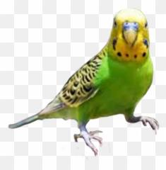 Parrots Bird Birds - Melopsittacus Undulatus Emoji