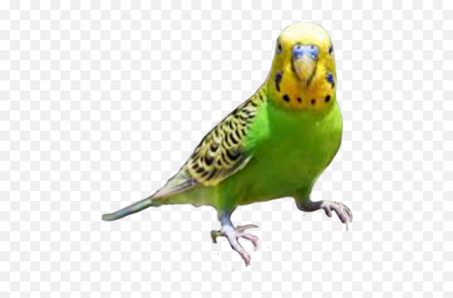 Parrots Parrot Bird Birds - Melopsittacus Undulatus Emoji,Parakeet Emoji