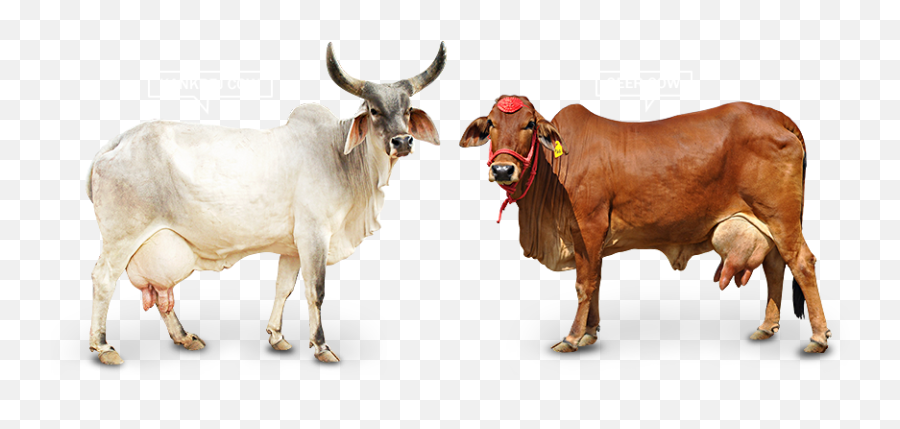 Animal - Cowfreepngtransparentbackgroundimagesfree Indian Cow Hd Png Emoji,Cow Emoji Png