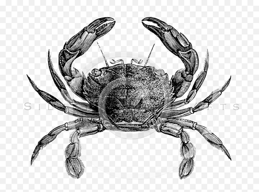 Crabs Clipart Vintage Crabs Vintage Animal With External Skeleton