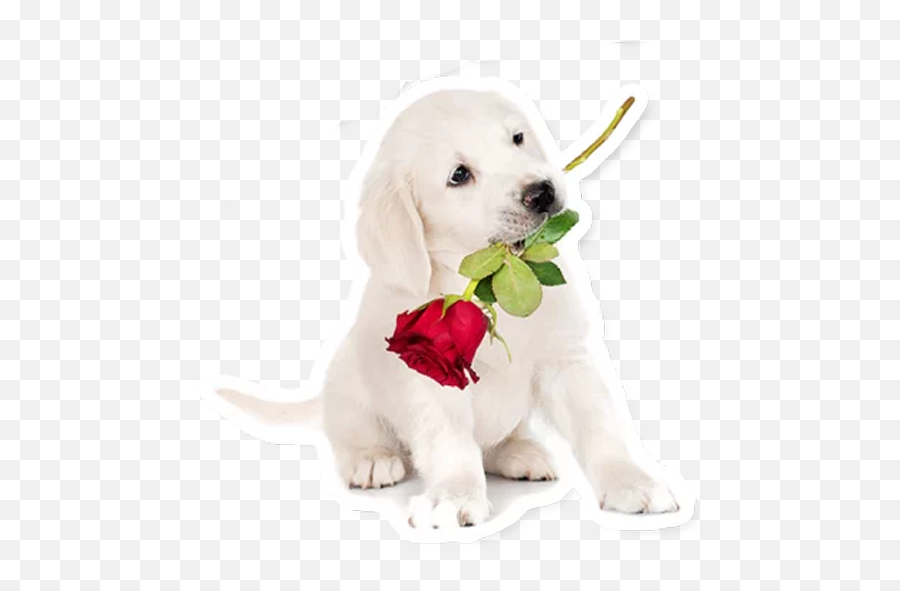 Wastickerapps Dog Meme Dog Sticker 2019 10 Apk Download - Hond Roos Emoji,Nyan Cat Emoji Google Chat