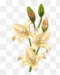 Cream Lilium Clipart Gallery Yopriceville - Highquality Vintage Lily Flower Png Emoji,Lily Flower Emoji