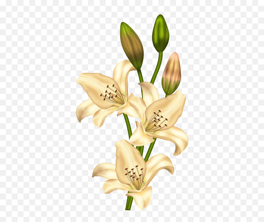 Cream Lilium Clipart Gallery Yopriceville - Highquality Vintage Lily Flower Png Emoji,Lily Flower Emoji