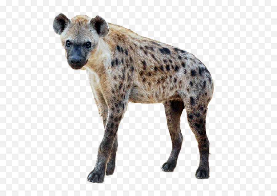 Hyena - Spotted Hyena Emoji,Hyena Emoji
