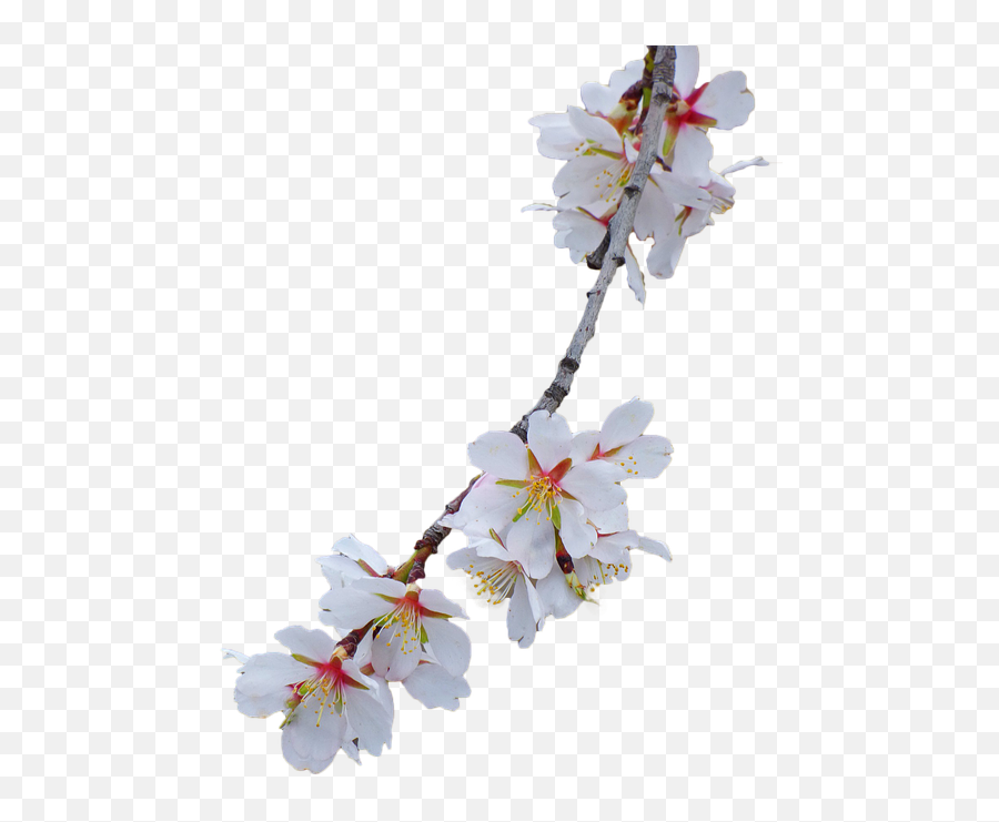 Download Cherry Blossom White Background Hd Png Download - Cherry Blossoms Branch Png White Emoji,Cherry Blossom Emoticon