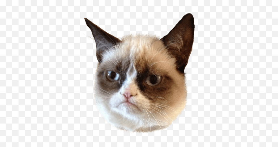 Pin - Grumpy Cat Face Png Emoji,Grumpy Cat Emoji