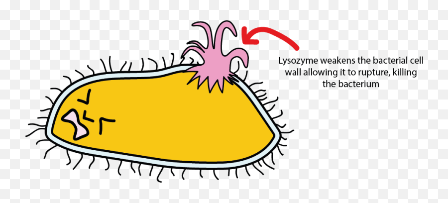 By Explosion From Inflow Clipart - Lysozyme Bacteria Emoji,Bacteria Emoji