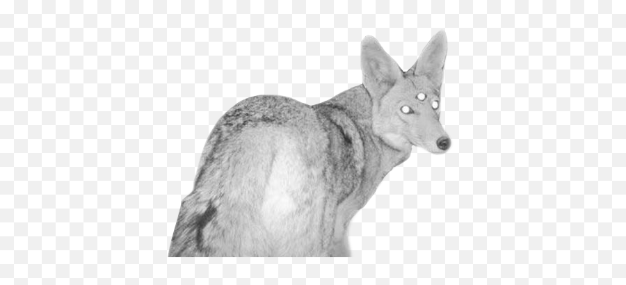 Fox Cryptid Cryptic Thirdeye - Swift Fox Emoji,Coyote Emoji