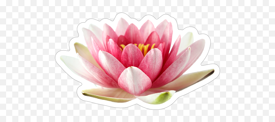Beautiful Pink Lotus Flower Sticker - Pink Water Lily White Background Emoji,Lotus Flower Emoji