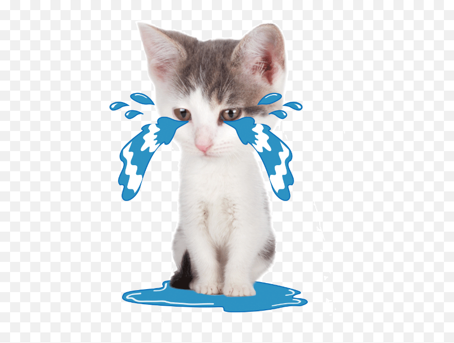 Cat Animal Cry Kitten Vector - Cat Grabs Treat Emoji,Crying Cat Emoticon