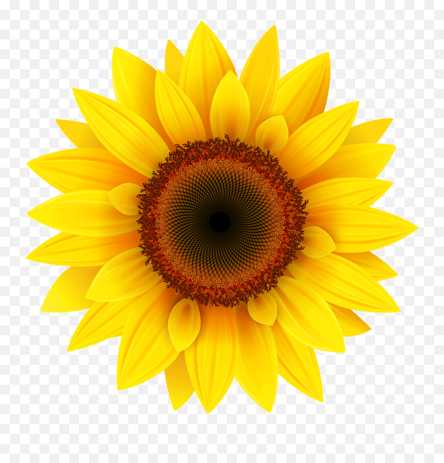 Download Sunflower Transparent Image Hq - Sunflower Png Emoji,Sunflower Emoji Transparent