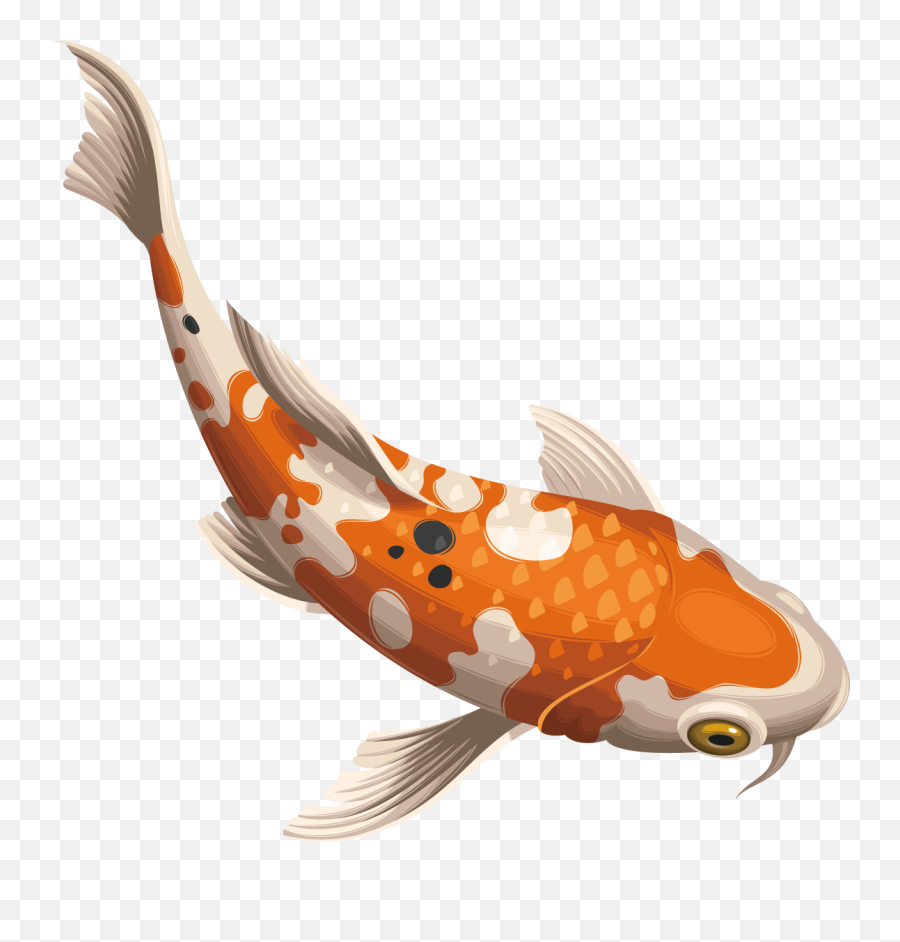 Koifish Koi Fish - Koi Fish Transparent Background Emoji,Koi Emoji