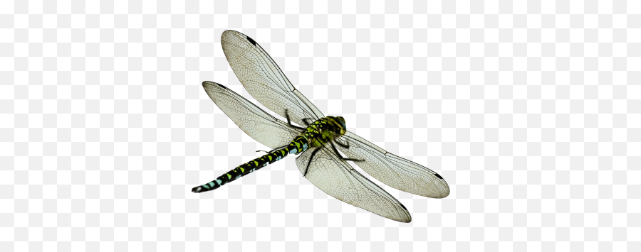 Free Png Images - Transparent Dragon Fly Png Emoji,Dragonfly Emoji