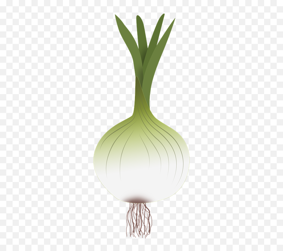 Green Onion Png - Onion Drawing Of Onion Vegetables Power Garlic Emoji,Onion Emoji