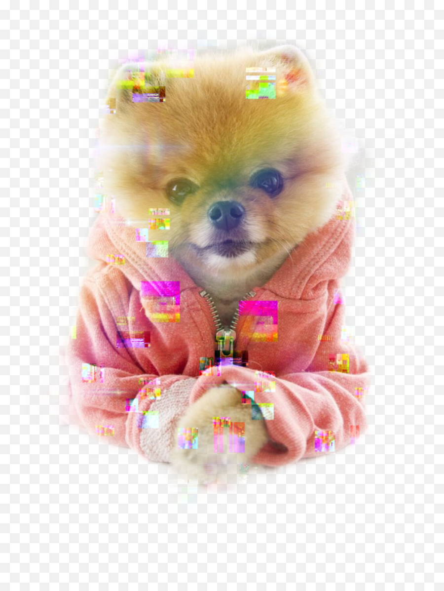 Jiffpom Freetoedit - Vilken Ras Är Jiffpom Emoji,Jiffpom Emoji