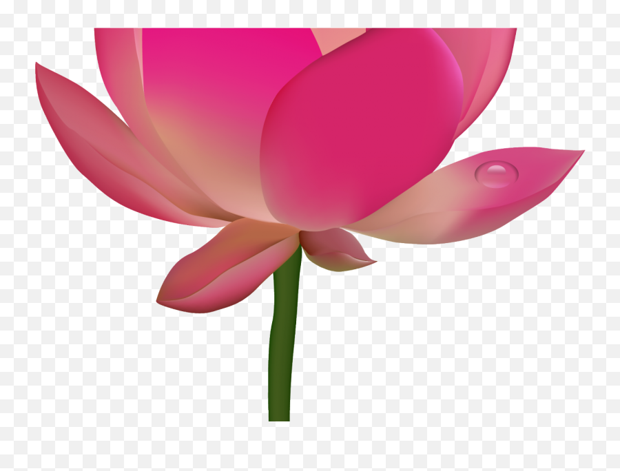 Transparent Background Lotus Png - Clip Art Of Lotus Emoji,Lotus Flower Emoji