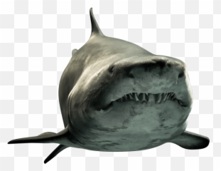 Shark Png Picture - Wall Of Kentucky Cave Emoji,How To Make A Shark Emoji