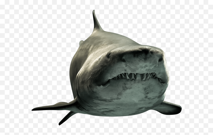 Shark Png Picture - Wall Of Kentucky Cave Emoji,How To Make A Shark Emoji