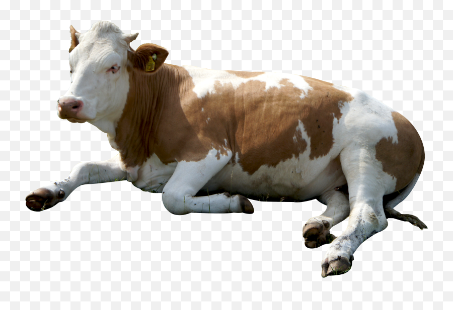 Cow Pngs Png Usewithcredit - Cow Png Emoji,Cow Emoji Png