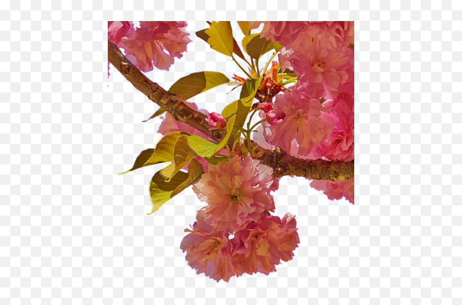 Flower Cherry Branch - Illustration Emoji,Japanese Emoji Flower