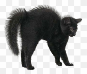 Search Results For Grumpy Cat Png - Halloween Black Emoji