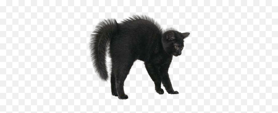 Search Results For Grumpy Cat Png - Halloween Black Cat Emoji,Scared Cat Emoji