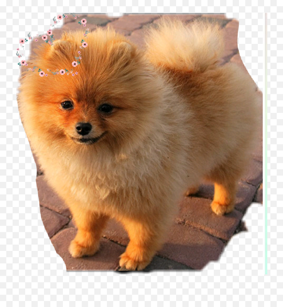 Cute Pomeranian Dog Cute Amazing - Pomeranian Dog Cute Emoji,Pomeranian Emoji