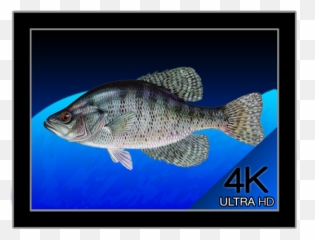 Mach Desktop DMG Cracked for Free Download - Croppie Or Crappie Emoji