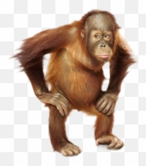 Transparent Background Clipart Orangutan - Png Emoji