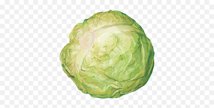 Cabbage Png And Vectors For Free - Cabbage Png Emoji,Cabbage Emoji