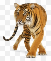 Freetoediteemput Tiger Tigers - Tiger Png Transparent Background Emoji,Tiger Emoji