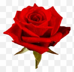 Free Animated Roses Images Download Free Clip Art Free - Sagar Name Shayari Emoji,Red Flower Emoji