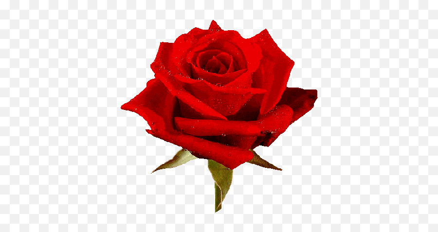 Free Animated Roses Images Download Free Clip Art Free - Sagar Name Shayari Emoji,Red Flower Emoji