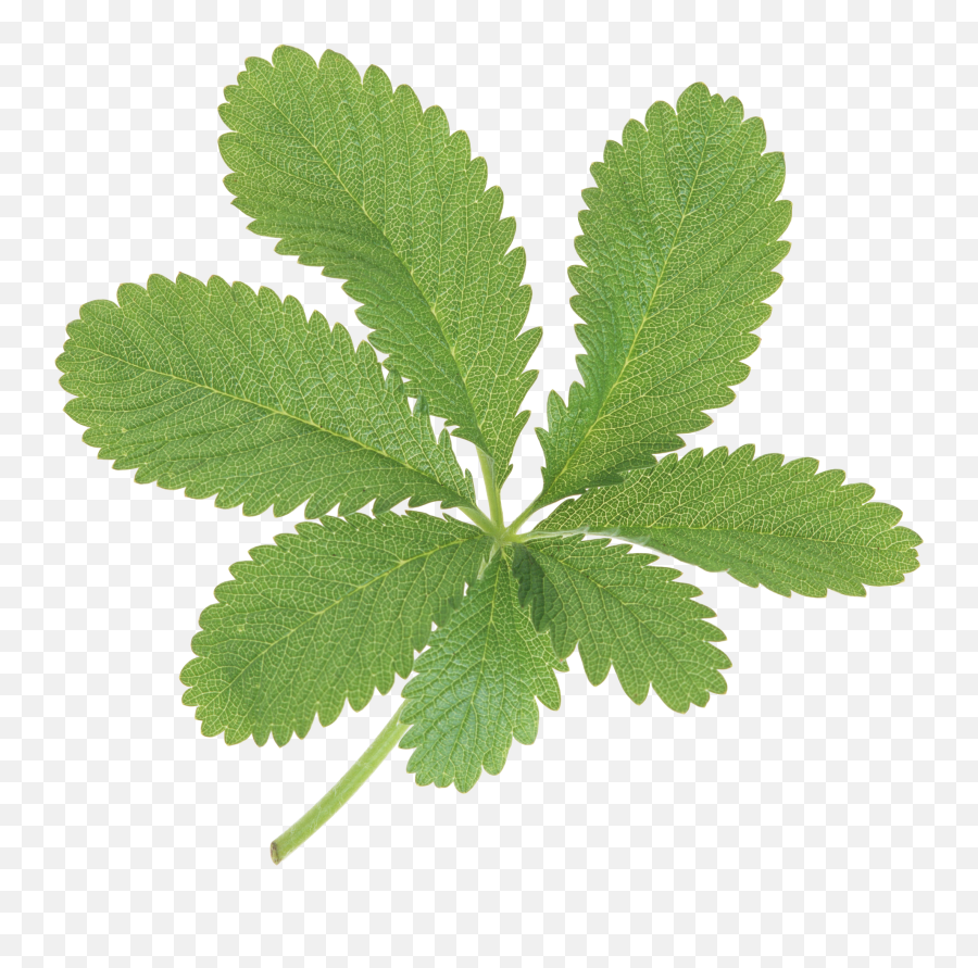 Plant Clipart Herb Plant Herb Transparent Free For Download - Portable Network Graphics Emoji,Herb Emoji