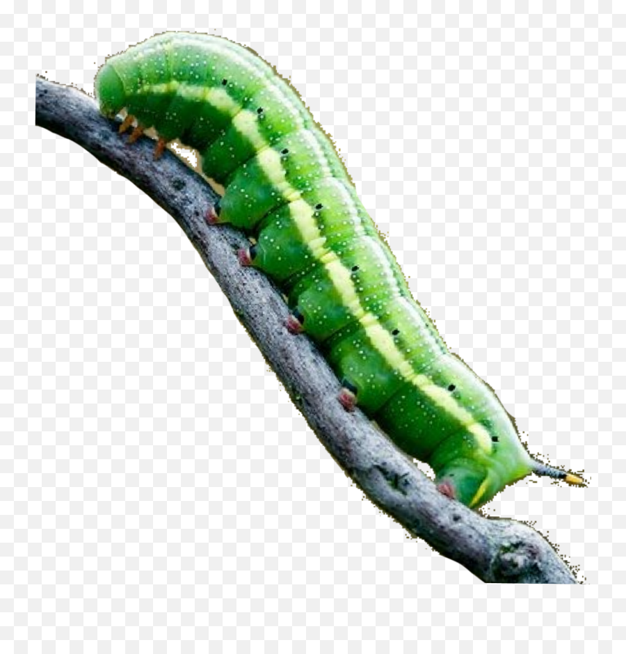 Caterpillar Nature Art Sticker - Parasitism Emoji,Caterpillar Emoji