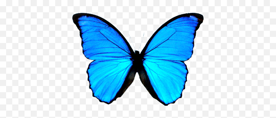 Blue Butterfly - Transparent Butterfly Png Blue Emoji,Blue Butterfly Emoji