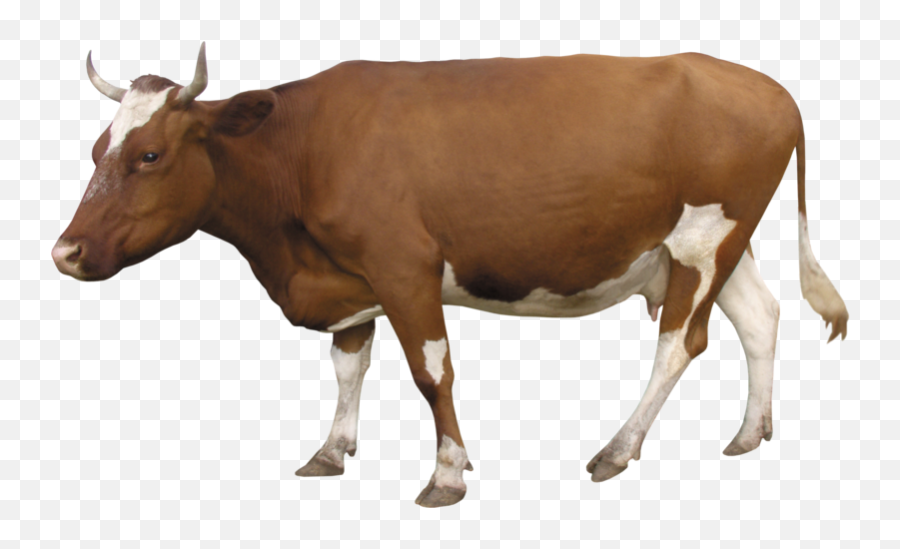 Download Free Png Cow Png Download Png 700812 - Png Images Cows Transparent Background Hd Emoji,Cow Emoji Png