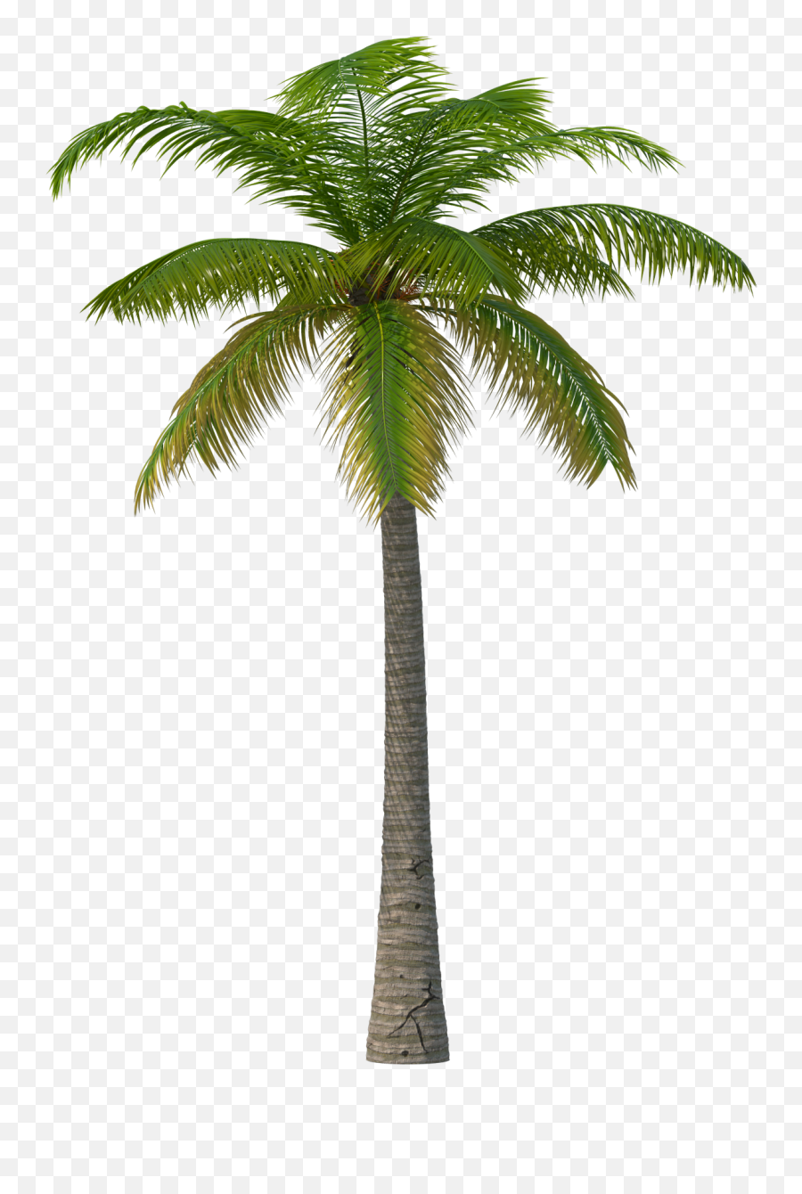 Download Palm Tree Png - Full Size Png Image Pngkit Glasgow Green Emoji,Palm Tree Emoji Transparent