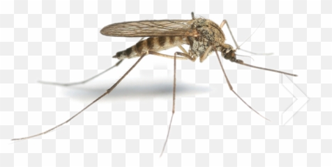 Download Free Mosquito Free Png Image Icon Favicon - Mosquito Hd Emoji,Mosquito Emoji