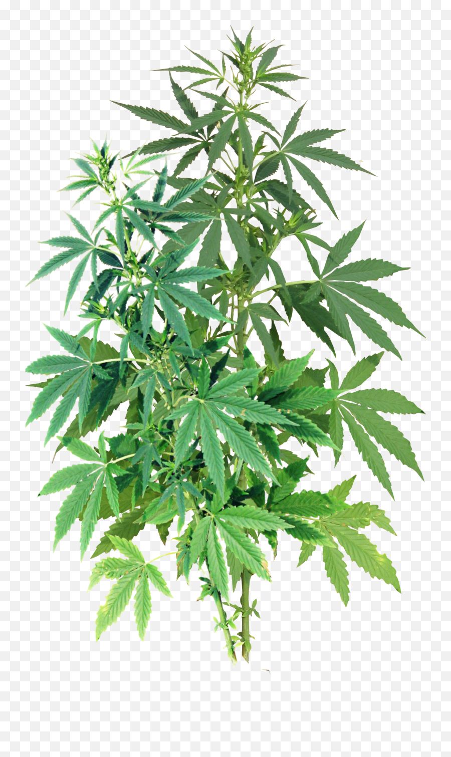 Largest Collection Of Free - Toedit Stickers On Picsart Marijuana Plant Png Emoji,Herb Emoji