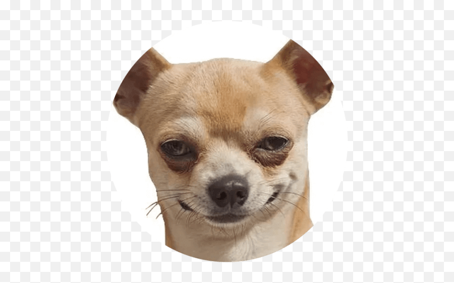 Stupid Dogs Sticker Pack For Telegram - Telegramguides Funny Dog Sticker Emoji,Chihuahua Emoji