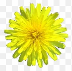 Sticker Flower Yellowflower Blossom Daffodil Freetoedit - Dandelion Emoji,Dandelion Emoji