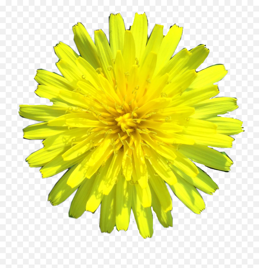 Sticker Flower Yellowflower Blossom Daffodil Freetoedit - Dandelion Emoji,Dandelion Emoji
