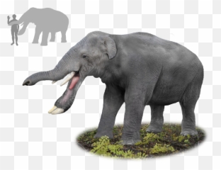 Palaeofail Explained - Miocene Elephants Emoji,Elephant Emojis