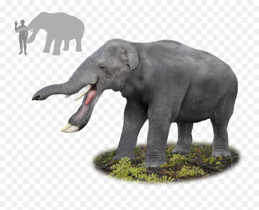 Palaeofail Explained - Miocene Elephants Emoji,Elephant Emojis