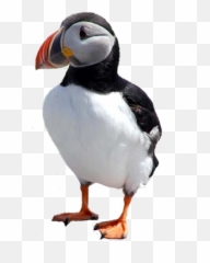 Atlantic Png And Vectors For Free - Atlantic Puffin Png File Emoji,Puffin Emoji