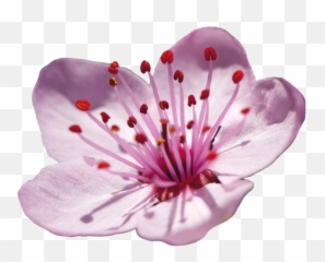 Japanese Flower Png Japanese Flower Png Transparent Free - Cherry Blossom Single Flower Emoji,Sakura Flower Emoji