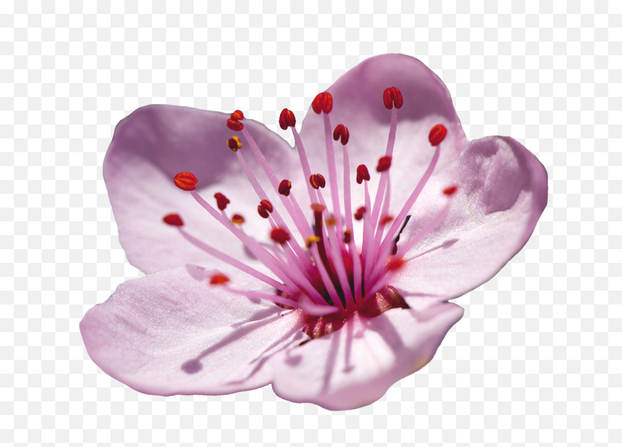 Japanese Flower Png Japanese Flower Png Transparent Free - Cherry Blossom Single Flower Emoji,Sakura Flower Emoji