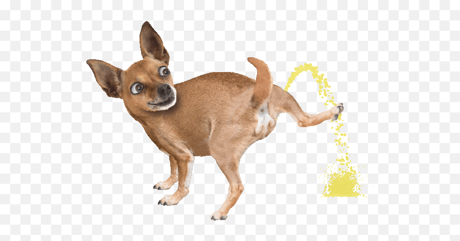 Top Puppy And Cat Playing Stickers For Android U0026 Ios Gfycat - Dog Peeing Animated Gif Emoji,Chihuahua Emoji